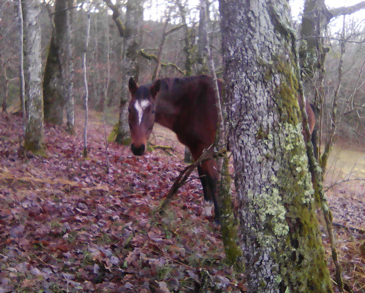 tournon-autour-du-cheval_photo